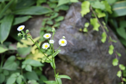 2015/7月 SIGMA17-70+7D2 焦点距離70mm F/4 ss1/100 ISO100