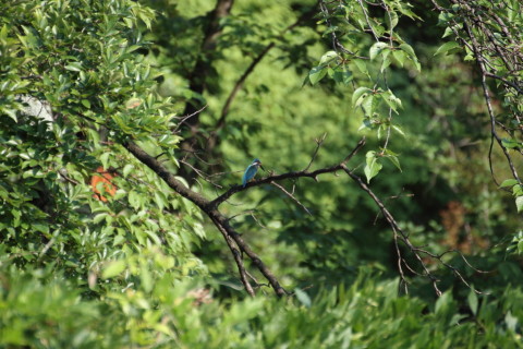 2015/7月 TAMRONsp70-300+7D2 焦点距離300mm F/5.6 ss1/400 ISO320