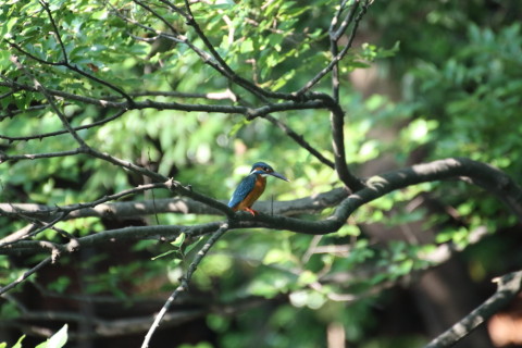 2015/7月 TAMRONsp70-300+7D2 焦点距離300mm F/5.6 ss1/400 ISO2000