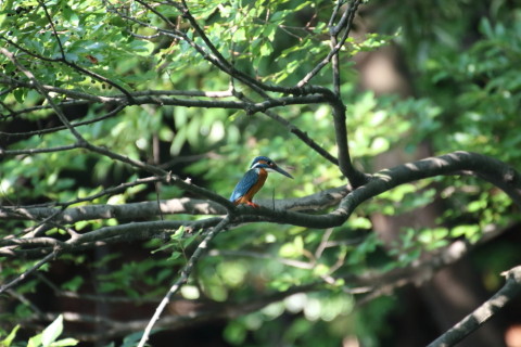 2015/7月 TAMRONsp70-300+7D2 焦点距離300mm F/5.6 ss1/400 ISO2000