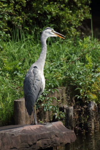 2015/7月 TAMRONsp70-300+7D2 焦点距離300mm F/7.1 ss1/400 ISO200