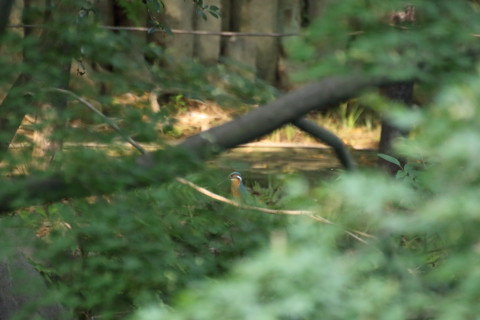 2015/7月 TAMRONsp70-300+7D2 焦点距離300mm F/5.6 ss1/400 ISO4000