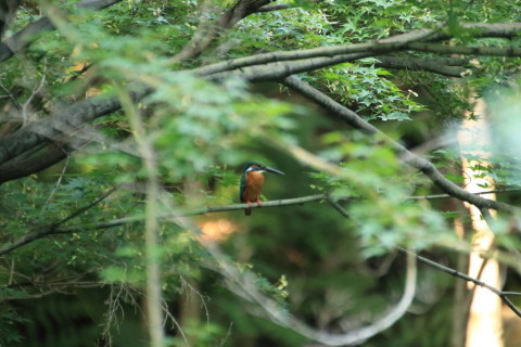 2015/7月 TAMRONsp70-300+7D2 焦点距離300mm F/5.6 ss1/400 ISO5000