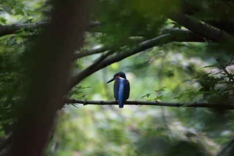 2015/7月 TAMRONsp70-300+7D2 焦点距離300mm F/5.6 ss1/400 ISO3200