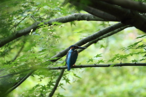 2015/7月 TAMRONsp70-300+7D2 焦点距離300mm F/5.6 ss1/400 ISO3200