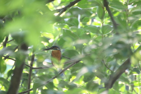 2015/7月 TAMRONsp70-300+7D2 焦点距離300mm F/5.6 ss1/400 ISO2000