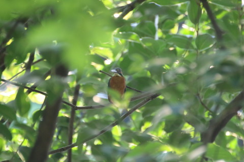 2015/7月 TAMRONsp70-300+7D2 焦点距離300mm F/5.6 ss1/400 ISO2000