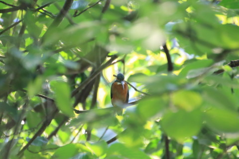 2015/7月 TAMRONsp70-300+7D2 焦点距離300mm F/5.6 ss1/400 ISO1600