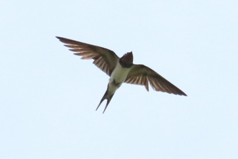 トリミング 2015/7月 TAMRONsp70-300+7D2 焦点距離300mm F/8 ss1/5000 ISO800