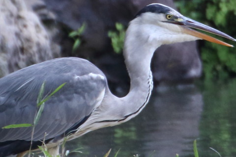 トリミング 2015/7月 TAMRONsp70-300+7D2 焦点距離300mm F/8 ss1/400 ISO800