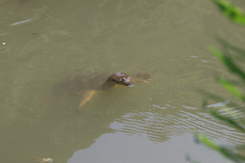2015/7月 SIGMA17-70+7D2 焦点距離70mm F/6.3 ss1/1250 ISO800
