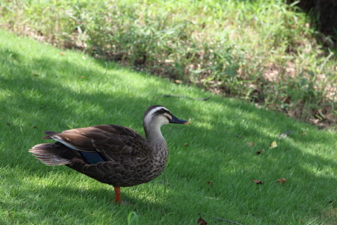 2015/7月 SIGMA17-70+7D2 焦点距離70mm F/6.3 ss1/160 ISO200 