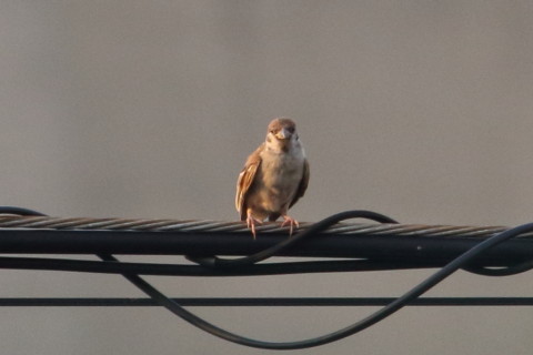 トリミング 2015/7月 TAMRONsp70-300+7D2 焦点距離300mm F/8 ss1/400 ISO800