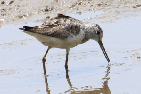 トリミング 2015/8月 TAMRONsp70-300+7D2 焦点距離300mm F/8 ss1/1600 ISO400