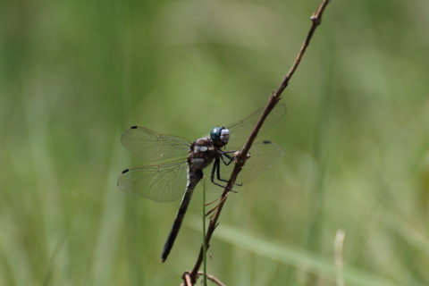 2015/8月 TAMRONsp70-300+7D2 焦点距離300mm F/8 ss1/640 ISO400