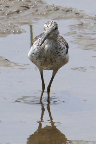 トリミング 2015/8月 TAMRONsp70-300+7D2 焦点距離300mm F/8 ss1/1600 ISO400