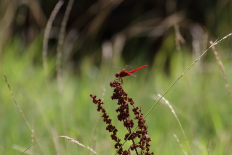 2015/8月 TAMRONsp70-300+7D2 焦点距離300mm F/8 ss1/1600 ISO640