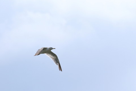 2015/8月 TAMRONsp70-300+7D2 焦点距離300mm F/8 ss1/1600 ISO200