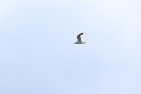 2015/8月 TAMRONsp70-300+7D2 焦点距離300mm F/8 ss1/1000 ISO200