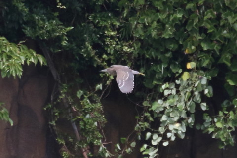 トリミング 2015/8月 TAMRONsp70-300+7D2 焦点距離300mm F/8 ss1/1600 ISO800