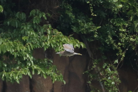 トリミング 2015/8月 TAMRONsp70-300+7D2 焦点距離300mm F/8 ss1/1600 ISO800