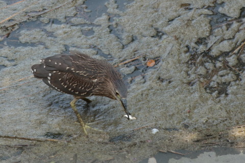 2015/8月 TAMRONsp70-300+7D2 焦点距離175mm F/8 ss1/800 ISO800