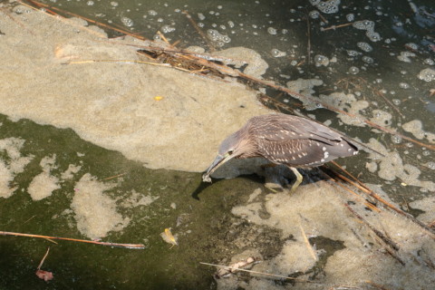 2015/8月 TAMRONsp70-300+7D2 焦点距離135mm F/8 ss1/200 ISO200