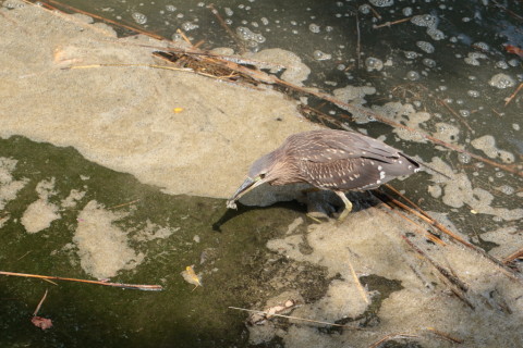 2015/8月 TAMRONsp70-300+7D2 焦点距離135mm F/8 ss1/200 ISO200