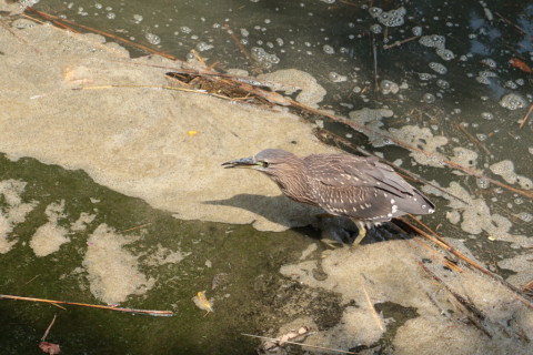 2015/8月 TAMRONsp70-300+7D2 焦点距離135mm F/8 ss1/200 ISO200