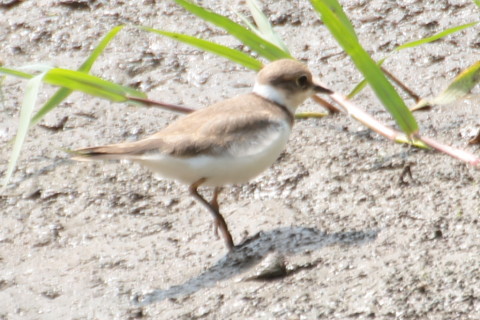 トリミング 2015/8月 TAMRONsp70-300+7D2 焦点距離300mm F/5.6 ss1/200 ISO100