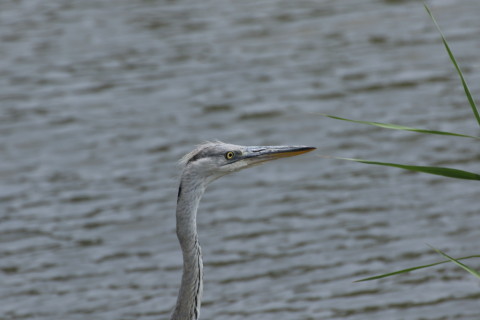 2015/8月 TAMRONsp70-300+7D2 焦点距離300mm F/8 ss1/1250 ISO320