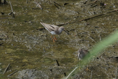 2015/8月 TAMRONsp70-300+7D2 焦点距離300mm F/8 ss1/1250 ISO800
