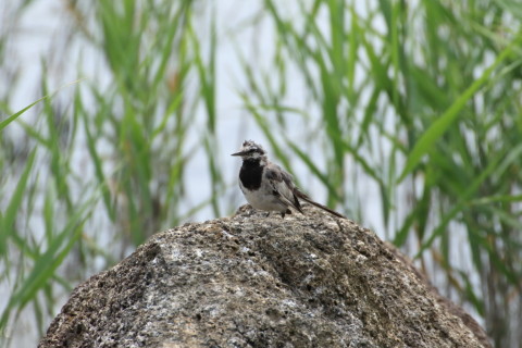 2015/8月 TAMRONsp70-300+7D2 焦点距離282mm F/8 ss1/1250 ISO640