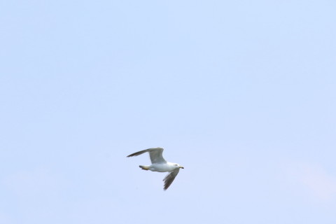 2015/8月 TAMRONsp70-300+7D2 焦点距離300mm F/8 ss1/1600 ISO640