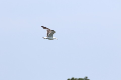 2015/8月 TAMRONsp70-300+7D2 焦点距離300mm F/8 ss1/1600 ISO500