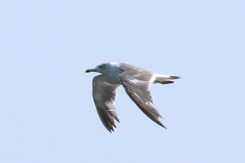 トリミング 2015/8月 TAMRONsp70-300+7D2 焦点距離300mm F/8 ss1/1600 ISO400