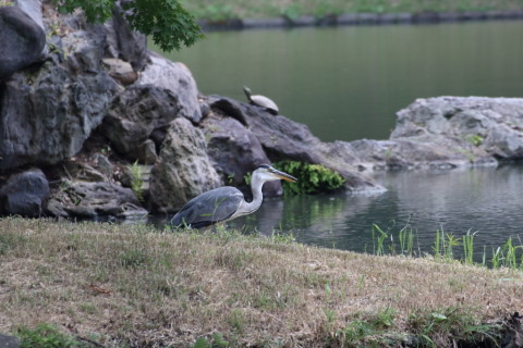 2015/7月 TAMRONsp70-300+7D2 焦点距離300mm F/8 ss1/400 ISO800