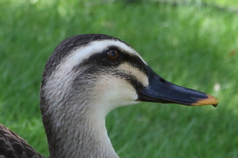 トリミング 2015/4月 SIGMA17-70+7D2 焦点距離70mm F/6.3 ss1/160 ISO200