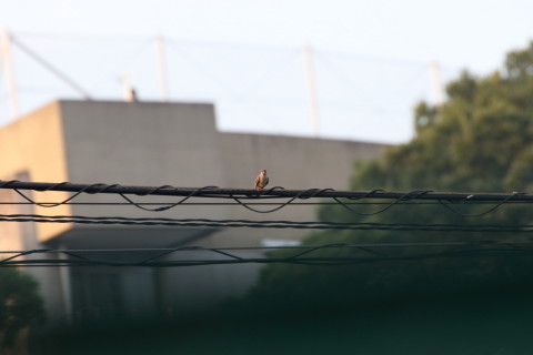 2015/7月 TAMRONsp70-300+7D2 焦点距離300mm F/8 ss1/400 ISO800