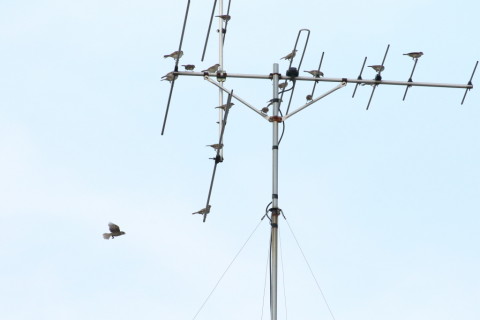 2015/7月 TAMRONsp70-300+7D2 焦点距離300mm F/8 ss1/2000 ISO800