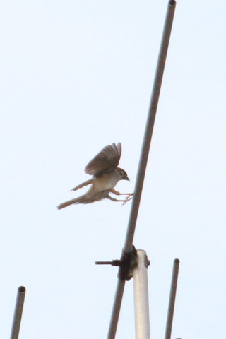 トリミング 2015/7月 TAMRONsp70-300+7D2 焦点距離300mm F/8 ss1/2000 ISO800