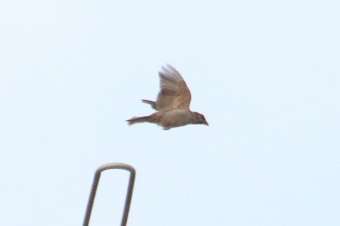 トリミング 2015/7月 TAMRONsp70-300+7D2 焦点距離300mm F/8 ss1/2000 ISO800