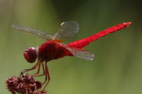 トリミング 2015/8月 TAMRONsp70-300+7D2 焦点距離300mm F/8 ss1/1600 ISO640