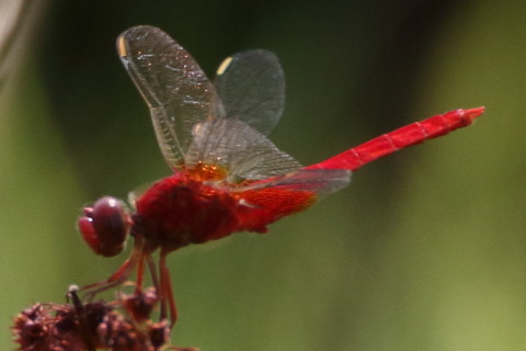 トリミング 2015/8月 TAMRONsp70-300+7D2 焦点距離300mm F/8 ss1/1600 ISO640