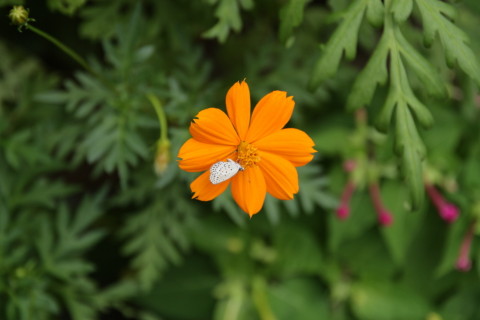 2015/8月 SIGMA17-70+30D 焦点距離70mm F/4 ss1/320 ISO100