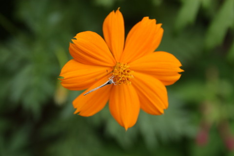 2015/8月 SIGMA17-70+30D 焦点距離70mm F/4 ss1/320 ISO100