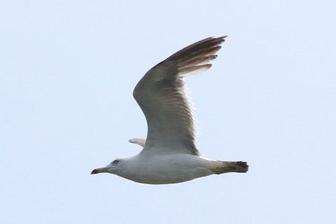 トリミング 2015/8月 TAMRONsp70-300+7D2 焦点距離300mm F/8 ss1/1000 ISO200