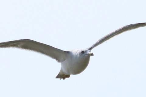 トリミング 2015/8月 TAMRONsp70-300+7D2 焦点距離300mm F/8 ss1/1250 ISO200