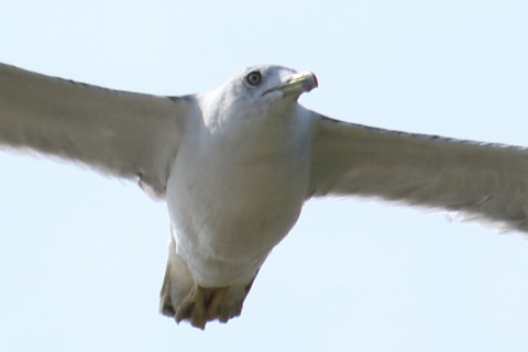 トリミング 2015/8月 TAMRONsp70-300+7D2 焦点距離300mm F/8 ss1/1250 ISO200
