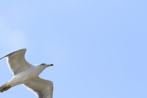 2015/8月 TAMRONsp70-300+7D2 焦点距離300mm F/8 ss1/1250 ISO400
